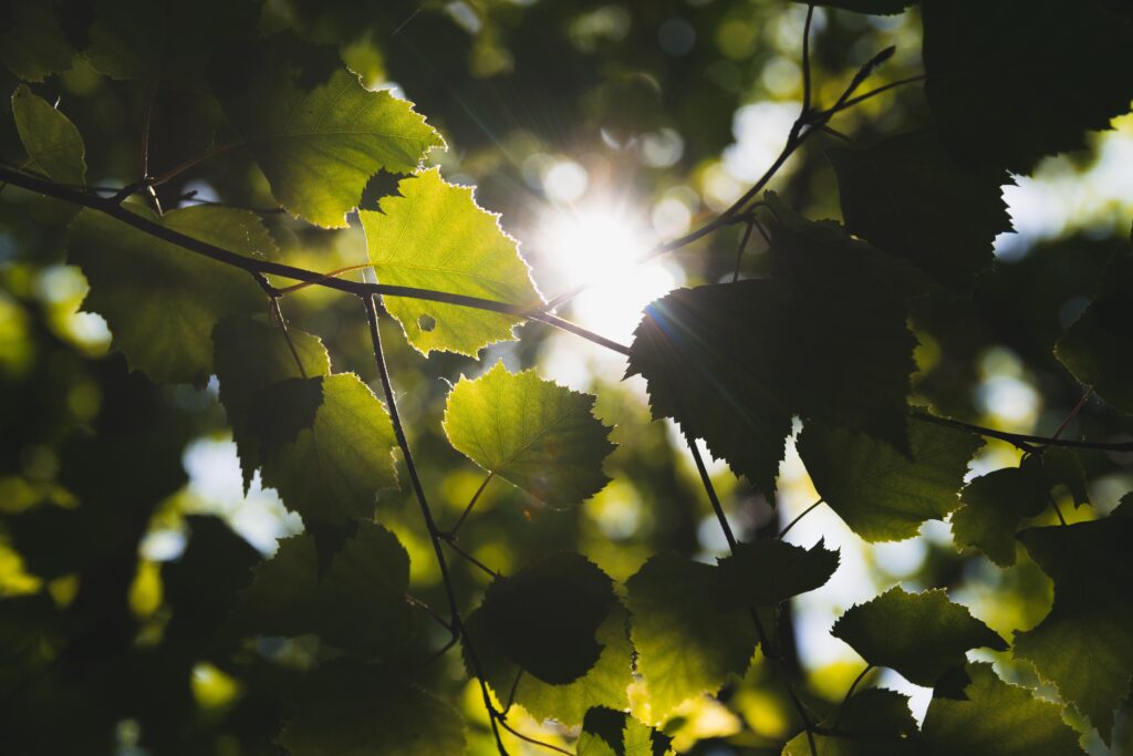 Sonnenlicht, das intensiv durch grüne Laubblätter an dünnen Ästen scheint.
